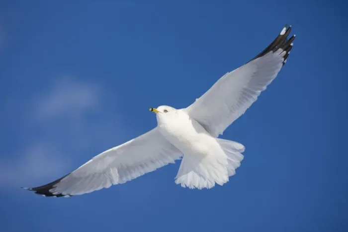 Framed Print : Ring-billed Gull - adult soaring in flight - New York - USA Framed Print : Ring-billed Gull - adult soaring in flight - New York - USA