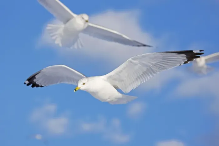 Framed Print : Ring-billed Gull - adult soaring in flight - New York - USA Framed Print : Ring-billed Gull - adult soaring in flight - New York - USA