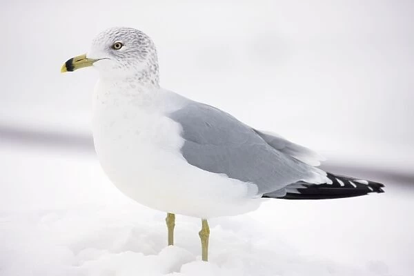 Ring-billed Gull - adult standing in snow - New York - USA