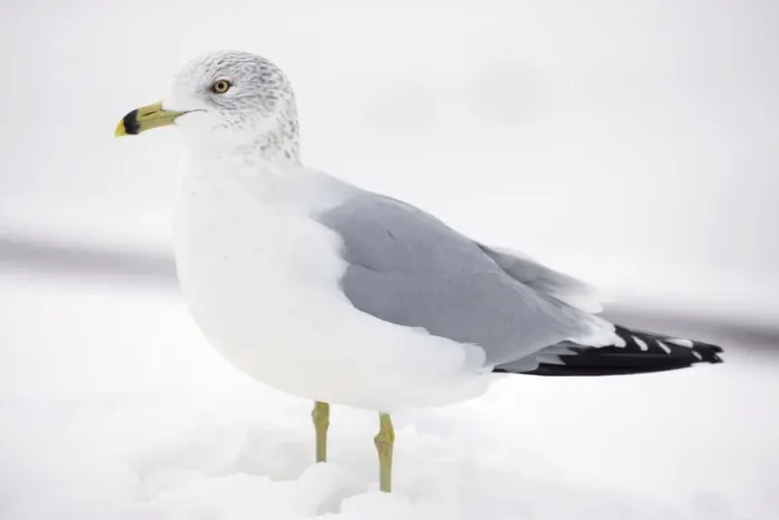 Framed Print : Ring-billed Gull - adult standing in snow - New York - USA Framed Print : Ring-billed Gull - adult standing in snow - New York - USA
