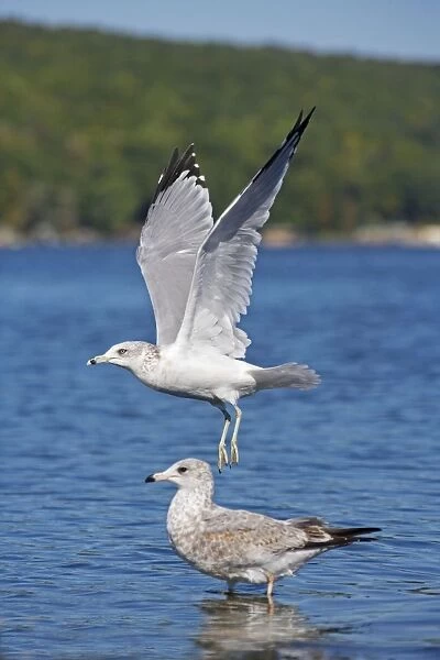 Ring-billed Gull - Adult taking off from lake - Juvenile in the background - Most commonly seen gull - especially inland New York - USA