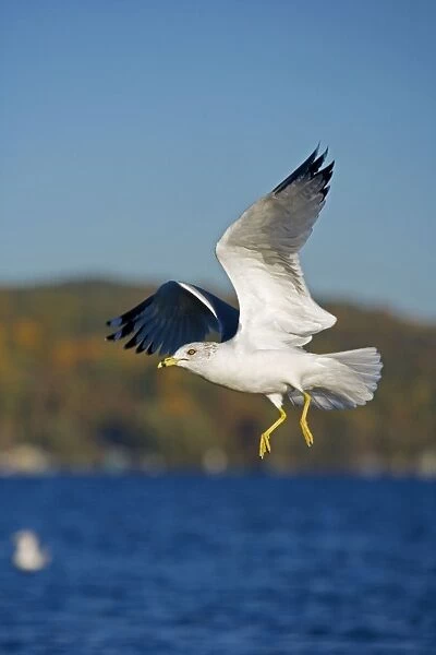 Ring-billed Gull - adult taking off from lake - Most commonly seen gull - especially inland New York - USA