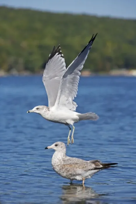 Framed Print : Ring-billed Gull - Adult taking off from lake - Juvenile in the background - Most commonly seen gull - especially inland New York - USA Framed Print : Ring-billed Gull - Adult taking off from lake - Juvenile in the background - Most commonly seen gull - especially inland New York - USA