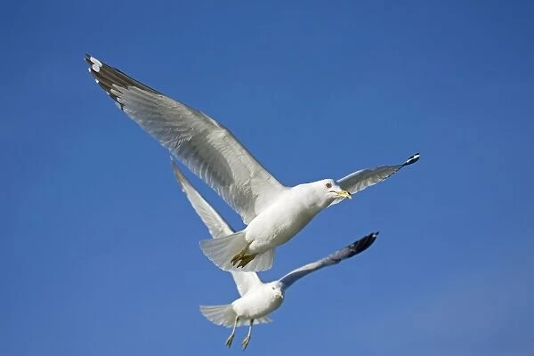 Ring-billed Gull - Adults in flight - New York - USA