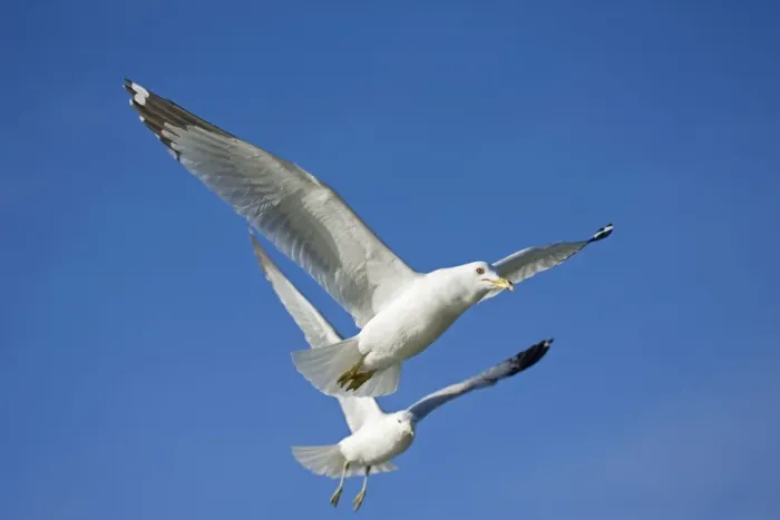 Framed Print : Ring-billed Gull - Adults in flight - New York - USA Framed Print : Ring-billed Gull - Adults in flight - New York - USA