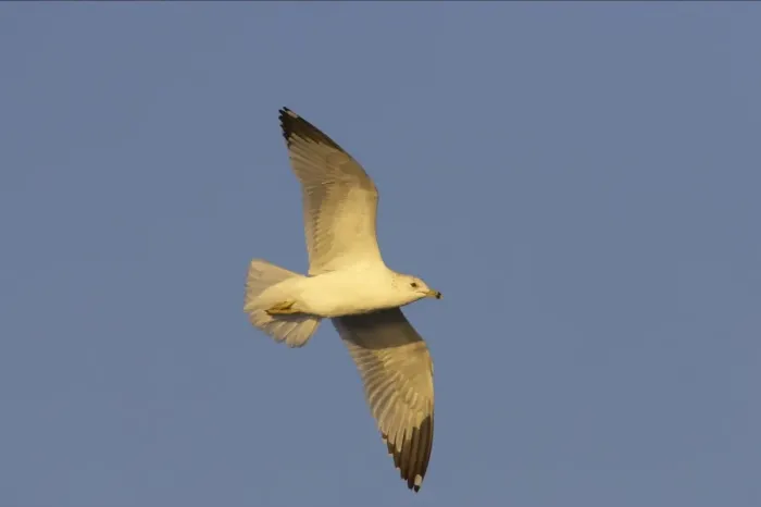 Framed Print : Ring-Billed Gull - in flight Estero Lagoon, florida, USA BI000548 Framed Print : Ring-Billed Gull - in flight Estero Lagoon, florida, USA BI000548