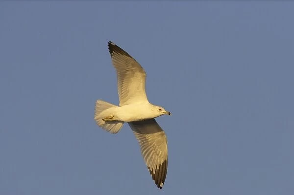 Ring-Billed Gull - in flight Estero Lagoon, florida, USA BI000548