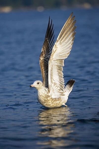 Ring-billed Gull - Juvenile - First winter - Taking off from lake - Most commonly seen gull - especially inland New York - USA