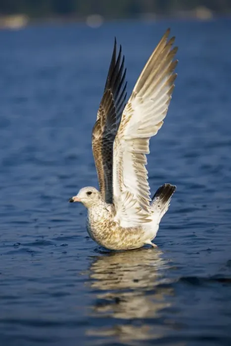 Framed Print : Ring-billed Gull - Juvenile - First winter - Taking off from lake - Most commonly seen gull - especially inland New York - USA Framed Print : Ring-billed Gull - Juvenile - First winter - Taking off from lake - Most commonly seen gull - especially inland New York - USA