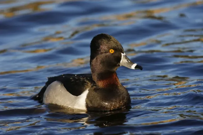 Framed Print : Ring-necked Duck Framed Print : Ring-necked Duck