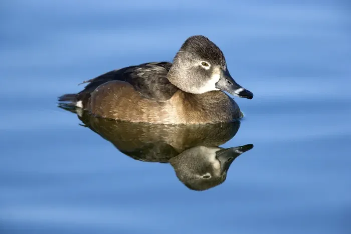 Framed Print : Ring-necked duck - female - Breeds in Central and Northern US, southern Canada, Alaska. Winters in southern US, south through Mexico to Guatemala and West Indies Framed Print : Ring-necked duck - female - Breeds in Central and Northern US, southern Canada, Alaska. Winters in southern US, south through Mexico to Guatemala and West Indies