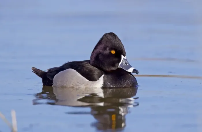 Framed Print : Ring-necked Duck - male - April - Arizona - USA Framed Print : Ring-necked Duck - male - April - Arizona - USA