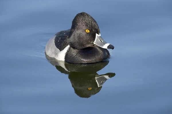 Ring-necked duck - male - Breeds in Central and Northern US, southern Canada, Alaska. Winters in southern US, south through Mexico to Guatemala and West Indies