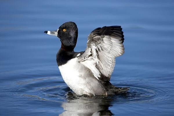 Ring-necked duck - male - Breeds in Central and Northern US - southern Canada, Alaska. Winters in southern US, south through Mexico to Guatemala and West Indies