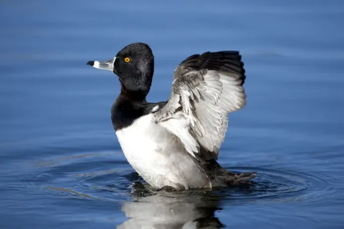 Framed Print : Ring-necked duck - male - Breeds in Central and Northern US - southern Canada, Alaska. Winters in southern US, south through Mexico to Guatemala and West Indies Framed Print : Ring-necked duck - male - Breeds in Central and Northern US - southern Canada, Alaska. Winters in southern US, south through Mexico to Guatemala and West Indies