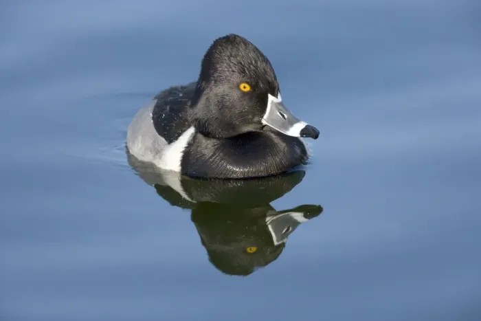 Framed Print : Ring-necked duck - male - Breeds in Central and Northern US, southern Canada, Alaska. Winters in southern US, south through Mexico to Guatemala and West Indies Framed Print : Ring-necked duck - male - Breeds in Central and Northern US, southern Canada, Alaska. Winters in southern US, south through Mexico to Guatemala and West Indies