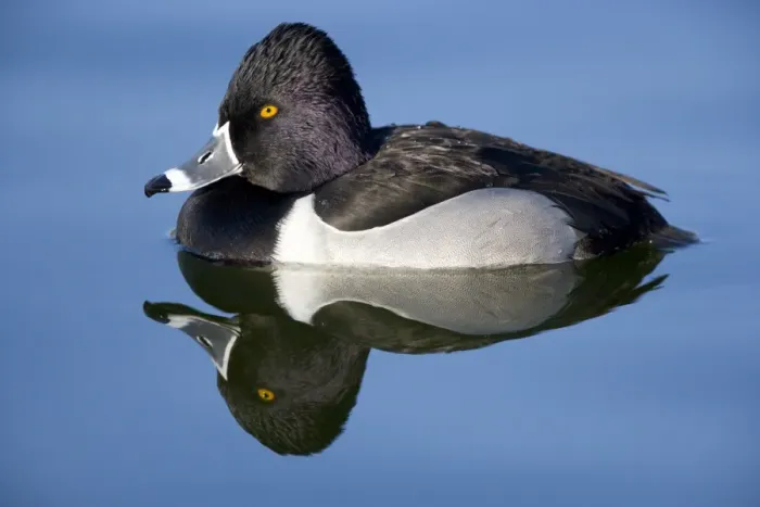 Framed Print : Ring-necked duck - male Breeds in Central and Northern US, southern Canada, Alaska. Winters in southern US, south through Mexico to Guatemala and West Indies Framed Print : Ring-necked duck - male Breeds in Central and Northern US, southern Canada, Alaska. Winters in southern US, south through Mexico to Guatemala and West Indies
