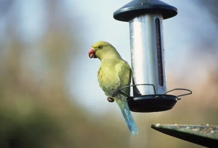 Framed Print : Ring-necked Parakeet - on bird feeder Framed Print : Ring-necked Parakeet - on bird feeder