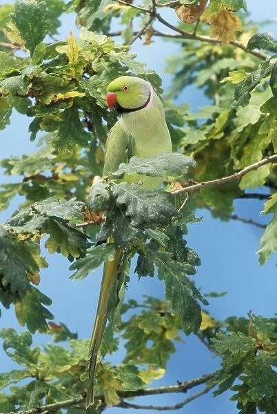 Ring-necked Parakeet In English Oak tree, UK