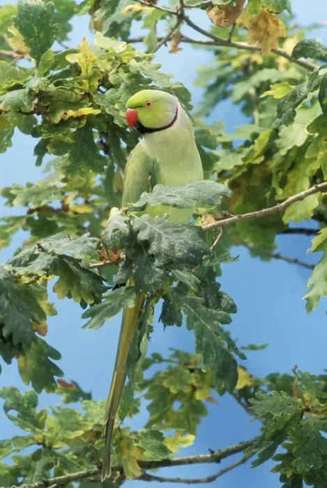 Framed Print : Ring-necked Parakeet In English Oak tree, UK Framed Print : Ring-necked Parakeet In English Oak tree, UK