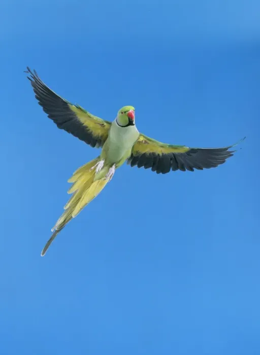 Framed Print : Ring-necked Parakeet JD 16528 In flight Psittacula krameri © John Daniels / ardea. com Framed Print : Ring-necked Parakeet JD 16528 In flight Psittacula krameri © John Daniels / ardea. com