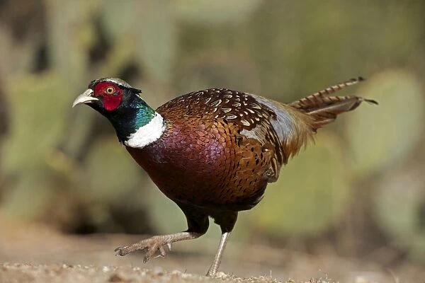Ring-necked pheasant - Arizona - Sonoran desert - an escaped captive bird living in the wild - native to Russia and the Caucasus - widely introduced elsewhere including North America as a game bird