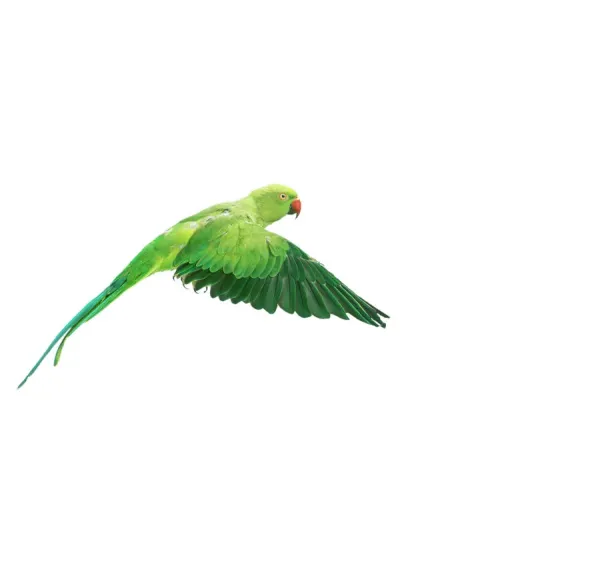 Ring-necked Parakeet in Flight Print, Psittacula Art
