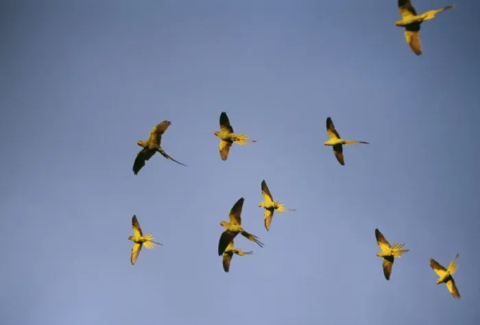 Framed Print : Ring-Necked / Rose Ringed Parakeets JD 15807 Flying to Roost in Esher, Surrey UK. Psittacula krameri © John Daniels / ARDEA LONDON Framed Print : Ring-Necked / Rose Ringed Parakeets JD 15807 Flying to Roost in Esher, Surrey UK. Psittacula krameri © John Daniels / ARDEA LONDON