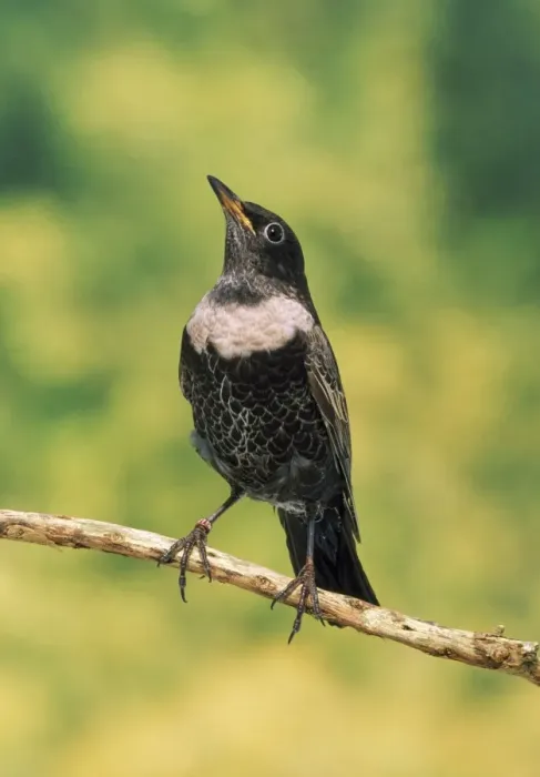 Framed Print : Ring Ouzel - male Framed Print : Ring Ouzel - male