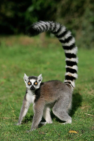 All about the Amazing LEMURS - YouTube