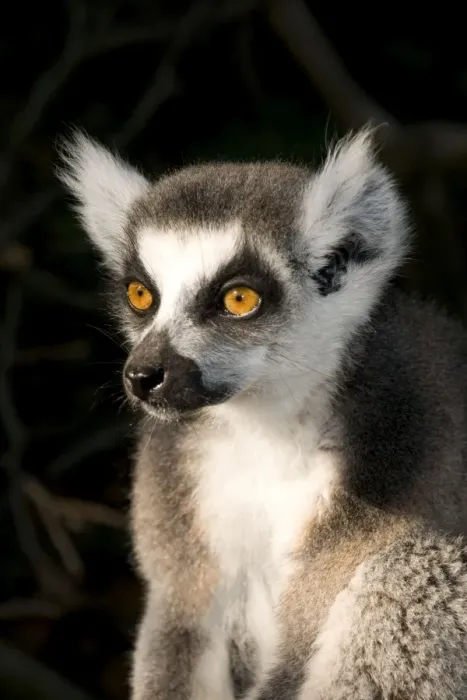 Framed Print : Ring-tailed Lemur Framed Print : Ring-tailed Lemur