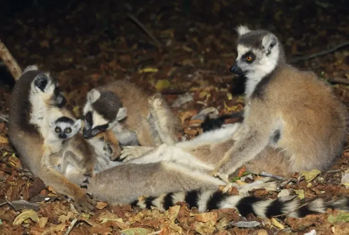 Framed Print : Ring-tailed Lemur - adults with baby Framed Print : Ring-tailed Lemur - adults with baby