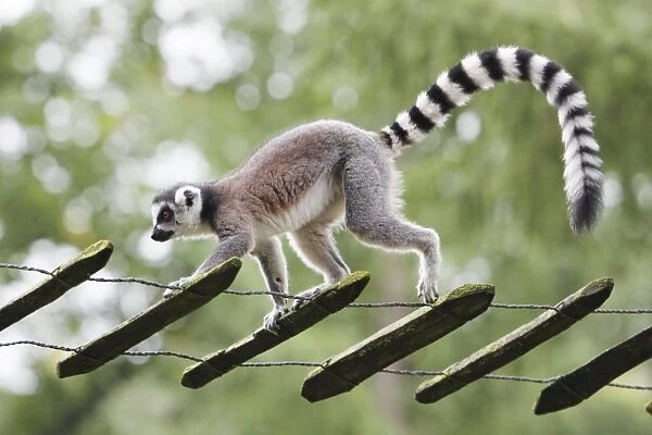 Ring-tailed Lemur - animal walking along tree ladder, distribution - Madagascar