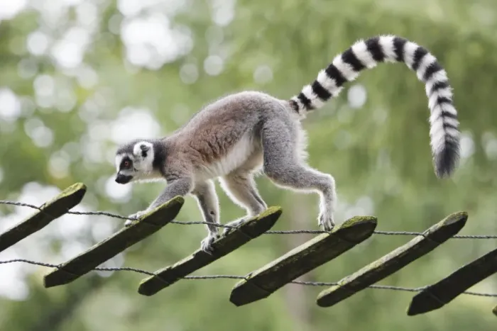Framed Print : Ring-tailed Lemur - animal walking along tree ladder, distribution - Madagascar