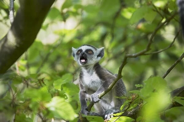 Ring-Tailed Lemur - Baby calling in tree Lemur catta Apenheul, Netherlands MA001529