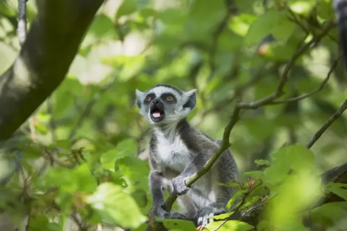 Framed Print : Ring-Tailed Lemur - Baby calling in tree Lemur catta Apenheul, Netherlands MA001529 Framed Print : Ring-Tailed Lemur - Baby calling in tree Lemur catta Apenheul, Netherlands MA001529