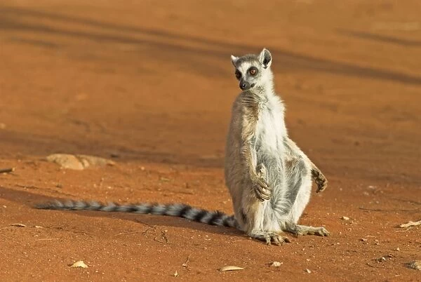 Ring-tailed Lemur Berenty. Madagascar