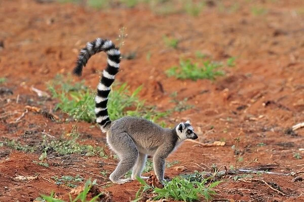 Ring-tailed Lemur - Berenty Private Reserve - Southern Madagascar