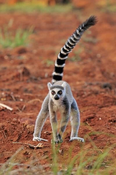 Ring-tailed Lemur - Berenty Private Reserve - Southern Madagascar