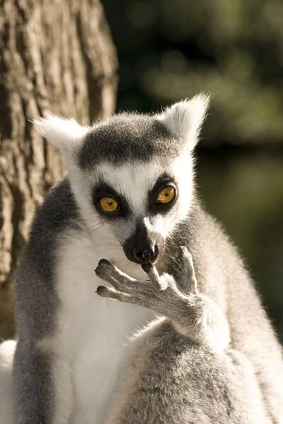 Ring-tailed Lemur - cleaning fingers
