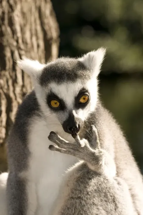 Framed Print : Ring-tailed Lemur - cleaning fingers Framed Print : Ring-tailed Lemur - cleaning fingers
