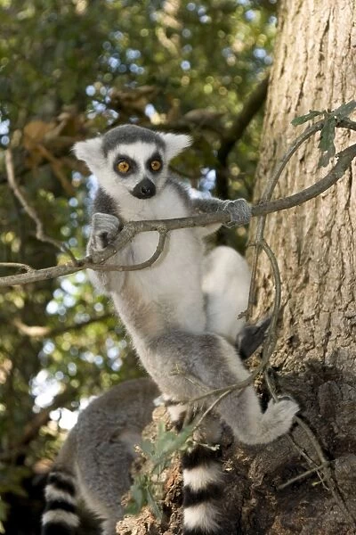 Ring-tailed Lemur - clinging to branch