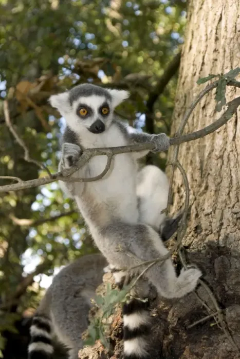 Framed Print : Ring-tailed Lemur - clinging to branch Framed Print : Ring-tailed Lemur - clinging to branch