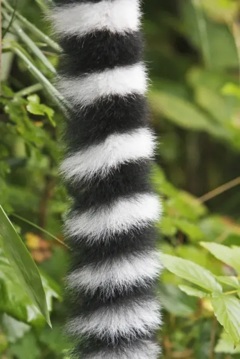 Framed Print : Ring-tailed Lemur - detailed study of tail, distribution - Madagascar Framed Print : Ring-tailed Lemur - detailed study of tail, distribution - Madagascar