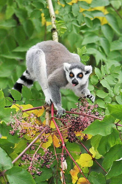 Stock photo of Ring tailed lemur (Lemur catta) mother and very young (1-2  week) baby…. Available for sale on www.naturepl.com