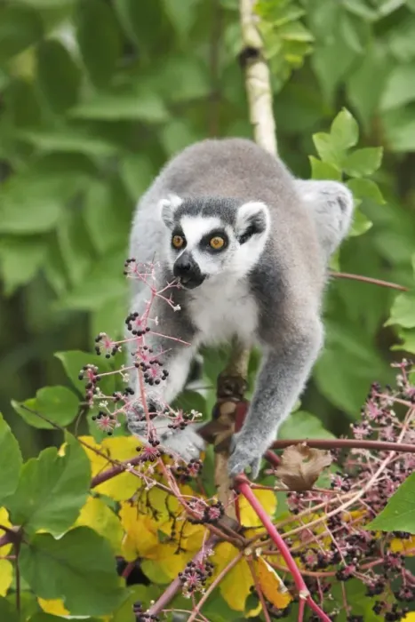 Framed Print : Ring-tailed Lemur - feeding on ripened berries, distribution - Madagascar Framed Print : Ring-tailed Lemur - feeding on ripened berries, distribution - Madagascar