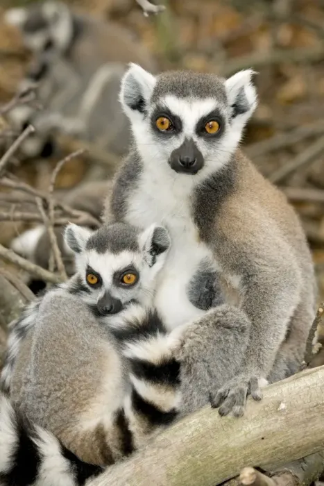 Framed Print : Ring-tailed Lemur - female with baby Framed Print : Ring-tailed Lemur - female with baby