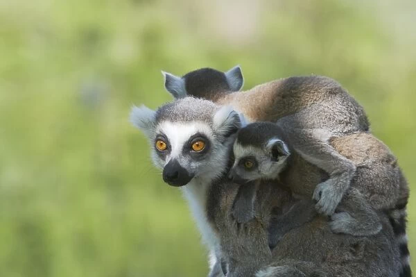 Ring-Tailed Lemur - Mother carrying young Lemur catta Apenheul Netherlands MA001530