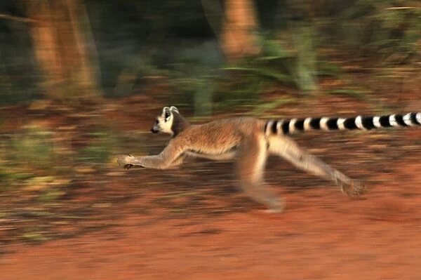 Ring-tailed Lemur - running - Berenty Private Reserve - Southern Madagascar