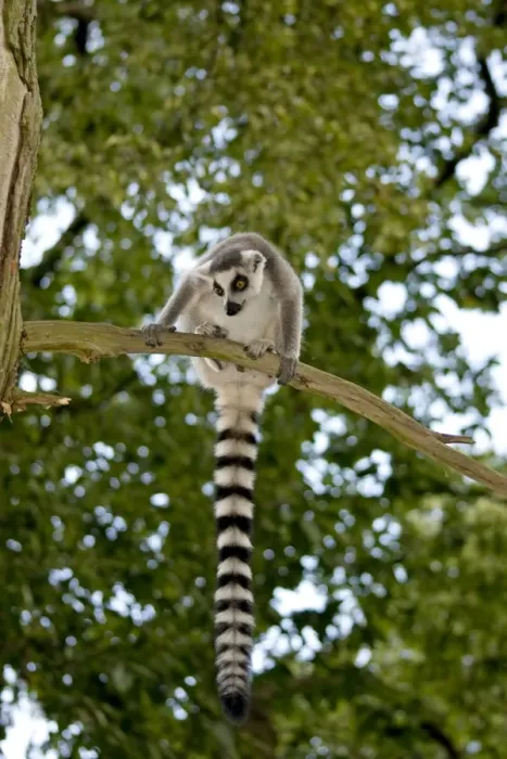 Framed Print : Ring-tailed Lemur - sitting on branch in tree Framed Print : Ring-tailed Lemur - sitting on branch in tree